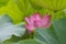 è·èŠ±ï¼ˆå­¦åï¼šNelumbo SP.ï¼›è‹±æ–‡åç§°ï¼šLotus flowerï¼‰ Lotus scientific name: Nelumbo sp.; English Name: lotus flower